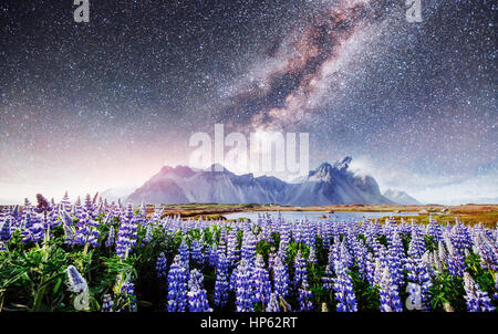 I pittoreschi paesaggi di foreste e montagne Islanda. Foto Stock