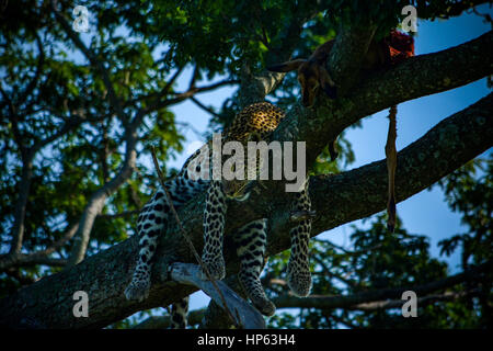 Leopard in struttura dopo kill rilassante Foto Stock