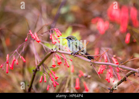 Bianco-sfiatato Violetear (Colibri serrirostris) hummingbird, fotografato a Santa Teresa, Espirito Santo - a sud-est del Brasile. Foresta atlantica Biome. Foto Stock