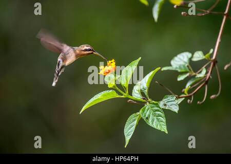 Minuto eremita (Phaethornis idaliae) alimentazione del nettare di un fiore, in Sooretama, Espirito Santo, Brasile. Foto Stock