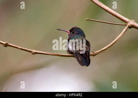 Close-up di un rufous-throated zaffiro (Hylocharia sapphirina) appollaiato sul ramo, fotografato in Sooretama, Espirito Santo, Brasile. Foto Stock