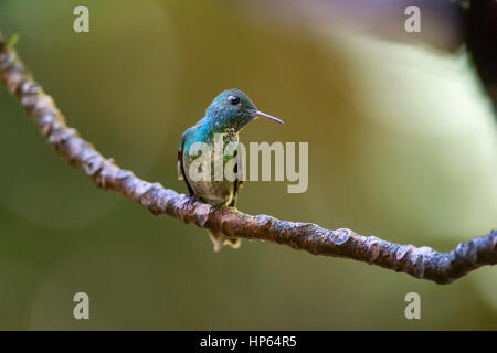 Versicolored Emerald Hummingbird (Versicolored smeraldo), fotografato a Santa Teresa, Espirito Santo - a sud-est del Brasile. Foresta atlantica Biome. Foto Stock