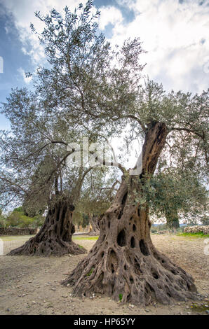 Campo di oliva con grande vecchio albero le radici e il tronco, Creta, Grecia Foto Stock