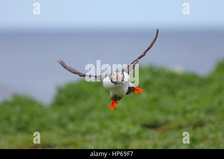 Adulto Atlantic Puffin Fratercula arctica in volo sopra le isole farne, Northumberland, Regno Unito, con un beakful di cicerelli Foto Stock