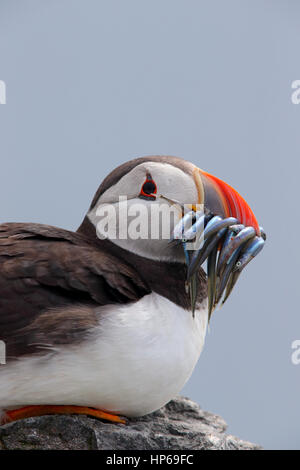 Close up/colpo alla testa di un adulto Atlantic Puffin Fratercula arctica con un beakful di cicerelli sulle isole farne, Northumberland, Regno Unito Foto Stock