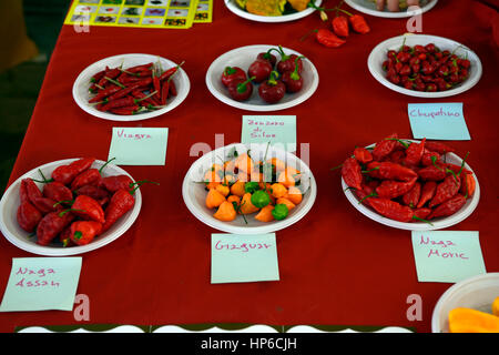 Peperoncino, diversi tipi, leggero, medio, caldo mix, misto, rosso, giallo, verde, chilis, sulla vendita di spezie calde, interi, peperoni, mercato di Pisa, toscana pr Foto Stock