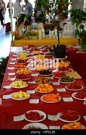 Peperoncino, diversi tipi, leggero, medio, caldo mix, misto, rosso, giallo, verde, chilis, sulla vendita di spezie calde, interi, peperoni, mercato di Pisa, toscana pr Foto Stock