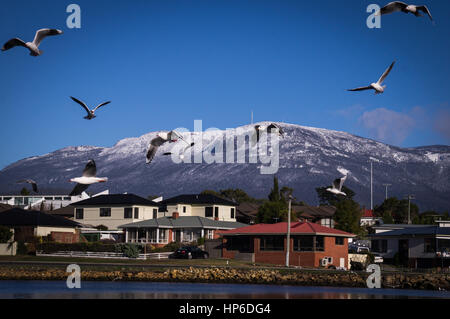 Gabbiani con il Monte Wellington, la Tasmania in background Foto Stock