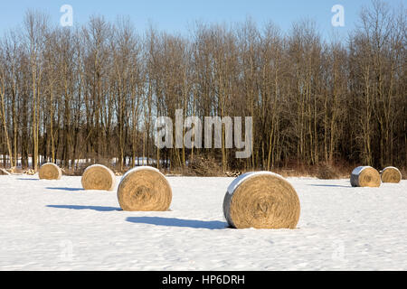 Golden balle di fieno disposte in una coperta di neve in inverno campo. Classic rurale scena invernale. Foto Stock