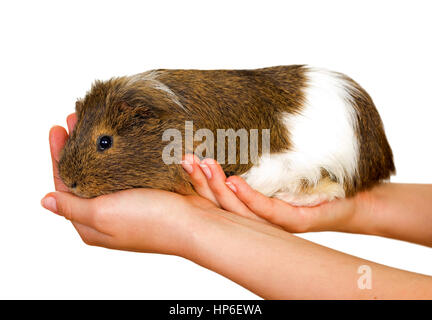 Foto di una femmina di mano che tiene una cavia Foto Stock