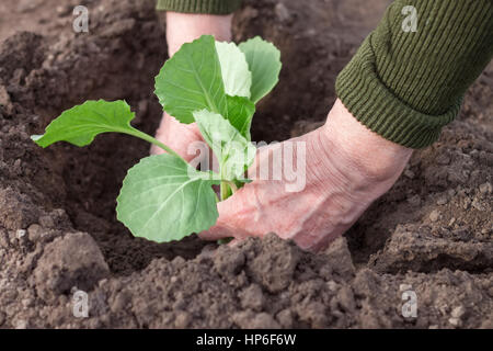 Vecchia donna con le mani in mano di piantare una piantina di cavolo.Lavoro nel giardino vegetale Foto Stock