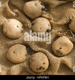 Chitting tuberi seme di patate su hessian saccheggi Foto Stock