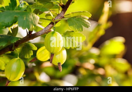 Fresco verde uva spina su un ramo di uva spina boccola con la luce del sole. Uva spina nel giardino di frutta. L'uva spina. Fresche e mature ribes organico Foto Stock