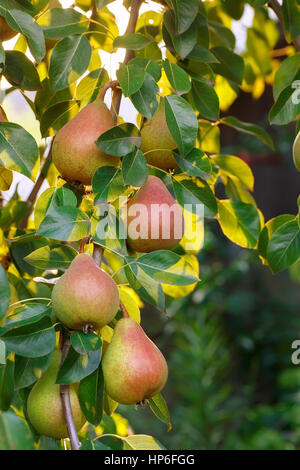 Le pere su un ramo di albero closeup nel frutteto. Frutta pera sull'albero nel giardino di frutta. Pera appeso sulla struttura ad albero. Sfondo di frutta. Raccolto di pere Foto Stock