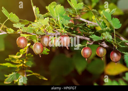 Freschi ribes rosso su un ramo di uva spina boccola con la luce del sole. Uva spina nel giardino di frutta. L'uva spina. Fresche e mature ribes organico g Foto Stock