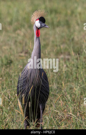 Close up di un Grey Crowned Crane sulla savana africana Foto Stock