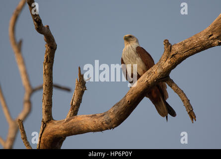 Eagle vigile Foto Stock