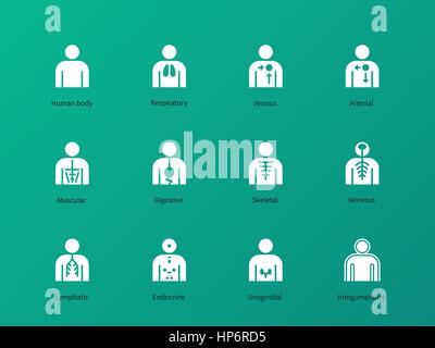 Corpo Umano pittogrammi di sistemi su sfondo verde. Illustrazione Vettoriale