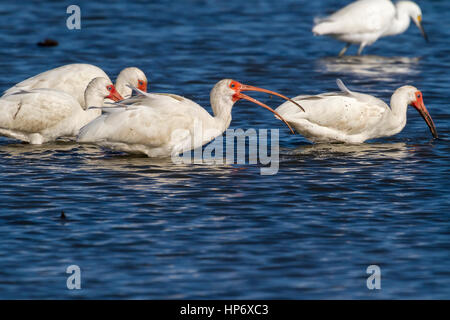Americano bianco ibis alimentazione in acqua blu Foto Stock