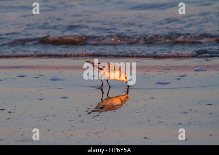 Sanderling (Calidris alba) alimentazione sulla spiaggia durante il tramonto Foto Stock