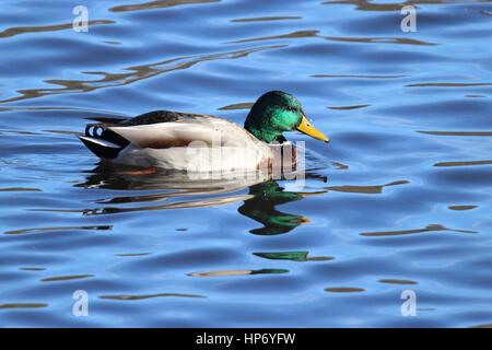 Un maschio di Mallard duck nuoto su un laghetto Foto Stock