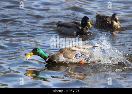 Un maschio di Mallard duck afferrando un pezzo di pane nel suo becco e velocità di allontanamento dall'altra anatre Foto Stock