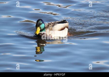 Un maschio di Mallard duck nuoto su un laghetto Foto Stock