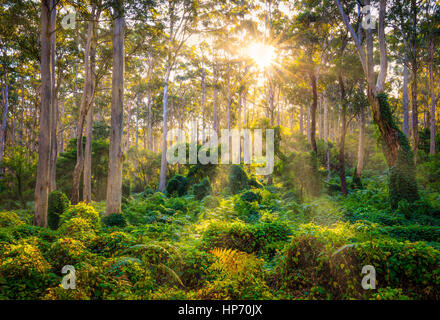 Raggi di sole inserimenti attraverso gli alberi vecchi Karridale, Australia occidentale Foto Stock