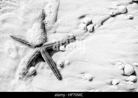 Una stella di mare lavato fino sulla costa del Golfo della Florida, spiaggia con schiuma di mare. Foto Stock