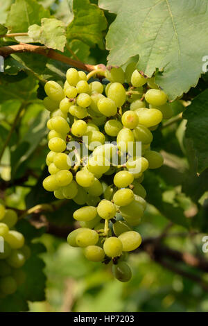 Grappolo di uva verde Foto Stock