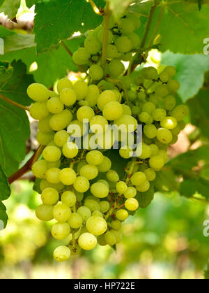 Close up di uve bianche Cluster Foto Stock