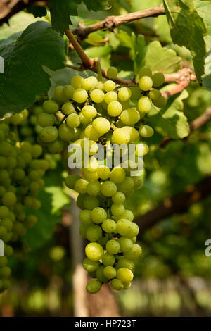 Grappolo di uva bianca Shot Outdoor Foto Stock