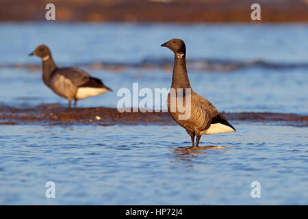 Adulto scuro-panciuto Brent Goose Branta bernicla su un North Norfolk beach Foto Stock