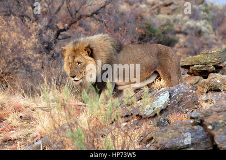 Grande e bella maschio di leone nella savana della Namibia Foto Stock