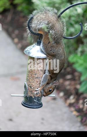 Fauna selvatica: Grigio scoiattolo (Sciurus carolinensis)., capovolto su bird feeder mangiare. Foto Stock