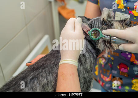 Veterinario examins orecchio del cane con otoscopio Foto Stock