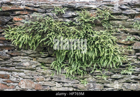 Maidenhair Spleenwort, Asplenium trichomanes, sulla parete della miniera Frongoch, un XIX secolo gallese miniera di piombo Foto Stock