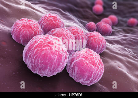 Chlamydia trachomatis, un intracellulare obbligato patogeno umano, è una delle quattro specie batteriche in genere Chlamydia. 3D illustrazione Foto Stock