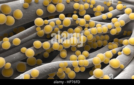 Lo Staphylococcus aureus MRSA batteri Foto Stock