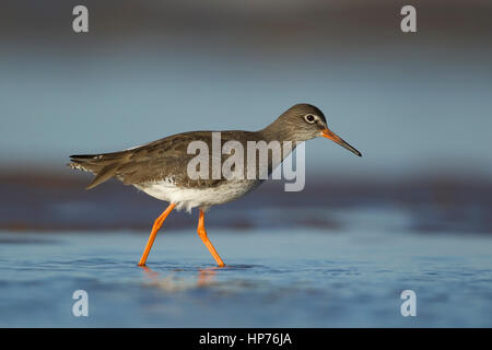 (Redshank Tringa totanus) uccello adulto in una piscina poco profonda, Norfolk, Inghilterra, Regno Unito Foto Stock