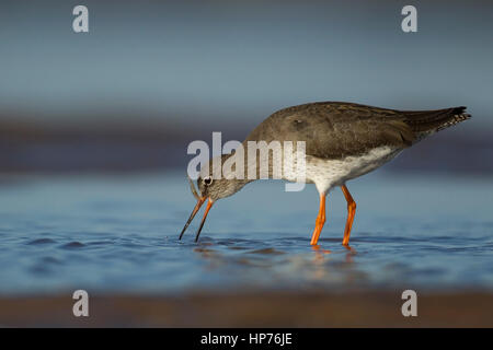 (Redshank Tringa totanus) uccello adulto alimentando in una piscina poco profonda, Norfolk, Inghilterra, Regno Unito Foto Stock