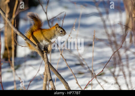 Scoiattolo rosso (Tamiasciurus hudsonicus) in piedi su un ramo in inverno. Foto Stock