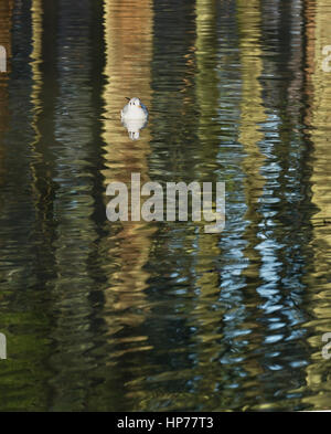 A testa nera gabbiano sul modello formato da riflessioni di tronchi di alberi su acqua Foto Stock