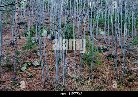 Foresta di faggio del tardo inverno in montagna Vitosha, Bulgaria Foto Stock