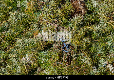 Boccola verde ginepro con frutti vicino fino in montagna Vitosha, Bulgaria Foto Stock