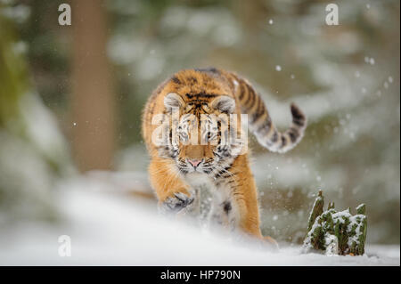 Tigre Siberiana dalla vista frontale, corrono a caccia di prede in inverno sulla neve. Foto Stock