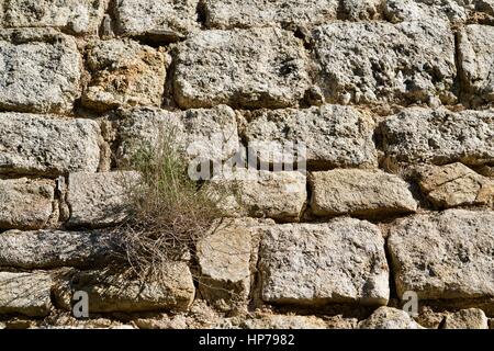 Sullo sfondo di una pianta in uno storico muro di mattoni Foto Stock