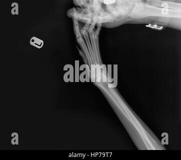 Raggi X di un cane anteriori della gamba sinistra presso un ambulatorio veterinario il tecnico la mano che tiene la zampa può essere visto Foto Stock