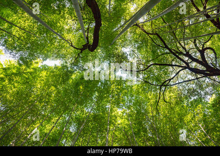 Bosco di Bambù boschetto Arashiyama, Kyoto, Giappone Foto Stock