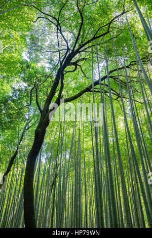 Bosco di Bambù boschetto Arashiyama, Kyoto, Giappone Foto Stock